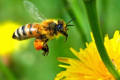 That's the Spirit: Make an easy Eden right here on Earth for the bees!