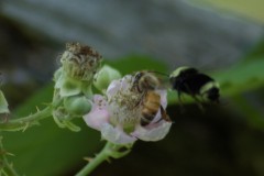 We Need Bees- White Salmon, WA Library- April 1st