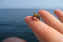 Distance Bees Fly- Bees at Sea