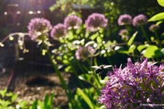 Angel in the Alliums